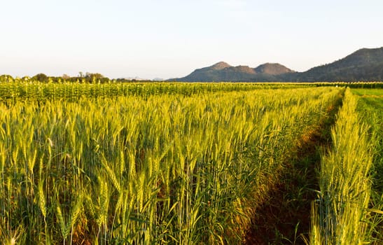 Green barley field in spring on a sunny day