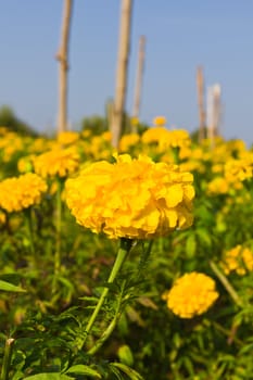 Blooming Marigold garden