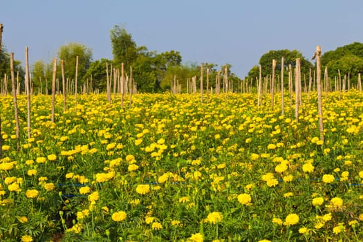 Blooming Marigold garden