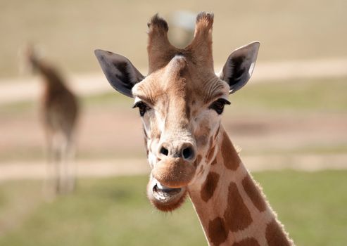 african giraffe in natural environment up close