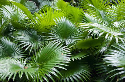 heaps of palm leaves tropical rainforest background