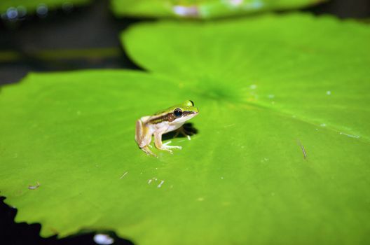 cute small frog on a lilypad in thailand