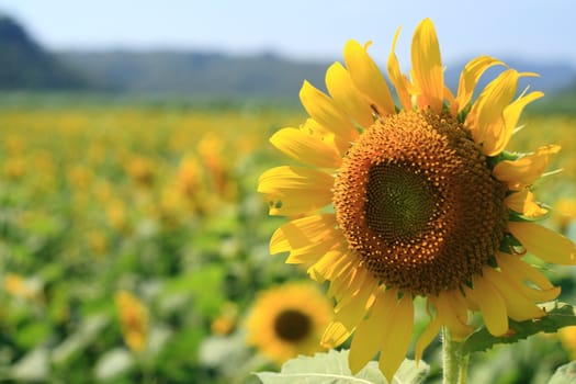 Beautiful sunflowers in the field