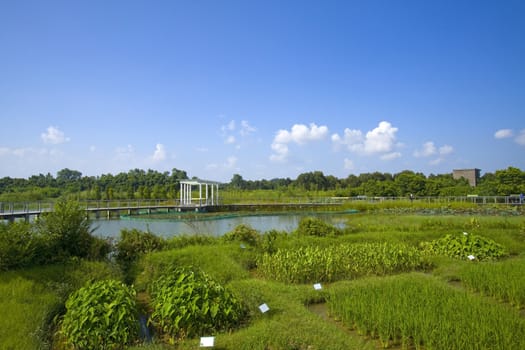 Hong Kong Wetland Park