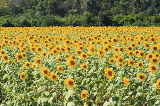 Beautiful sunflowers in the field