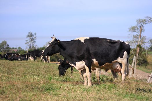 Black & white cows in field