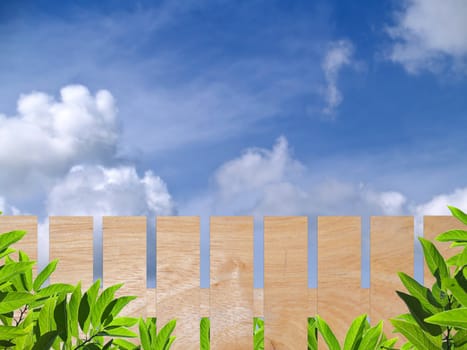 Wooden fence with green leaf on blue sky