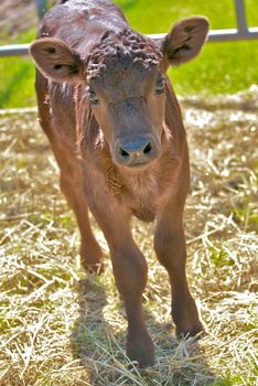 A small brown calf looks towards the camera