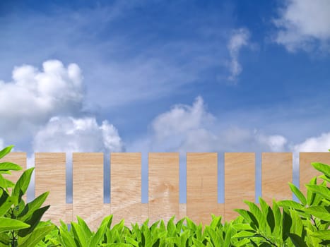 Wooden fence with green leaf on blue sky