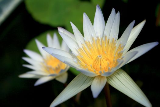 Close up of white water lily