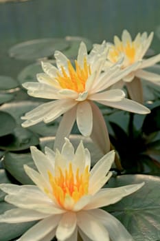 Close up of white water lily