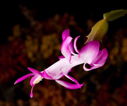 Blossom of the Christmas Cacti flower in macro