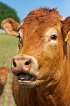 A red cow wit open mouth appears to be speaking