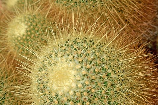 Close up cactus head background