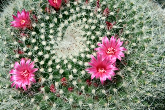 Pink flower of a cactus