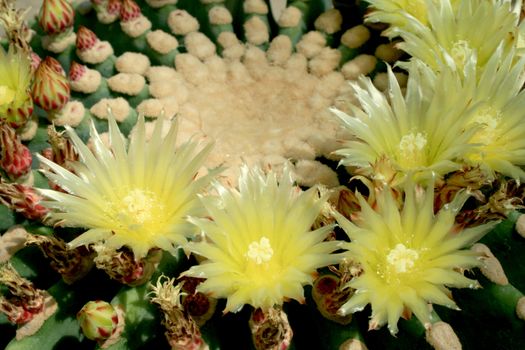 Yellow flower of a cactus