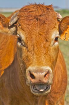 A red cow wit open mouth appears to be speaking