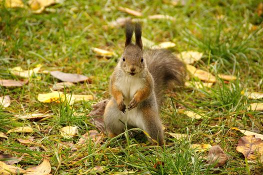 Squirrel is on a grass and eats a nut