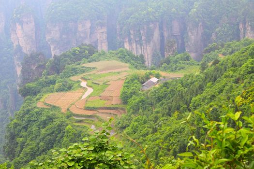 Mountain landscape in Zhangjiajie of China 