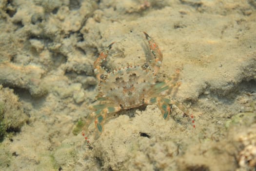 Small crab on seashore sand