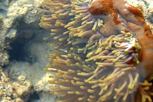 Sea Anemone, Mu Koh Surin, Thailand