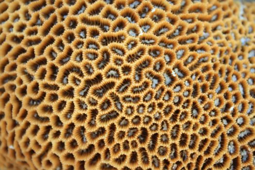A close-up of a brain coral