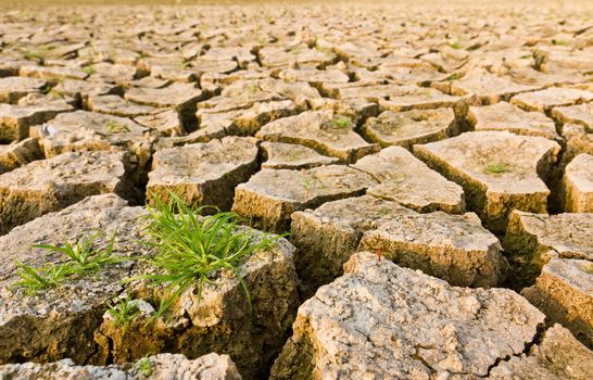 Cracked earth with grass , metaphoric for climate change and global warming.