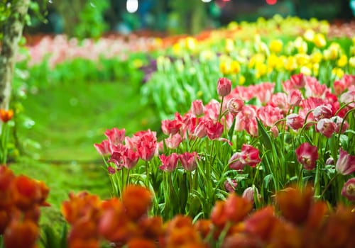 Dews and beautiful tulips with lighting at Northern of Thailand