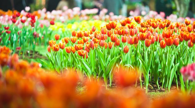 Dews and beautiful tulips with lighting at Northern of Thailand