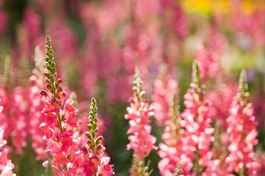 Beautful pink flowers at Northern of Thailand