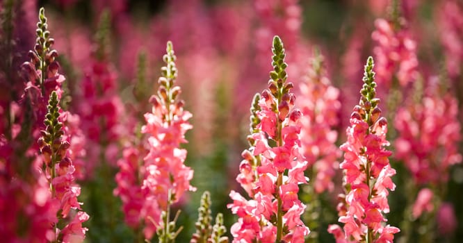 Beautful pink flowers at Northern of Thailand