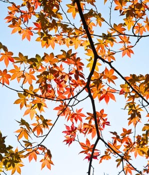 Colorful maple leaves