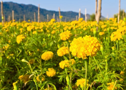 Marigold field