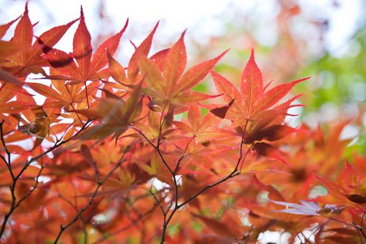 Autumnal at Japen, Mable leaves will changed from green to Red.