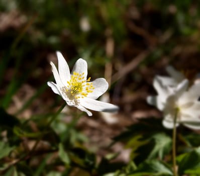 Windflower anemone flower, on the forest floor at spring