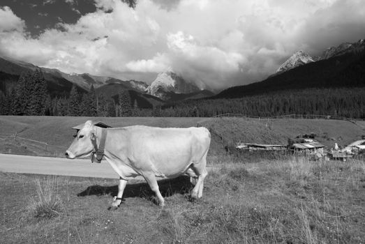 Grazing Animals on Dolomites Meadows, Northern Italy