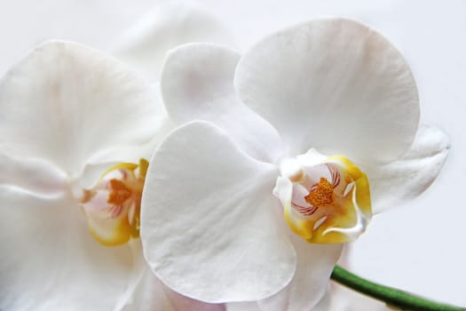 White orchids