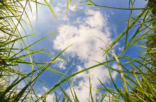 Ant eye view with fisheye lens Nature Background