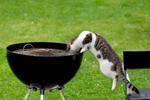 A hungry cat standing on chair reaching a grill