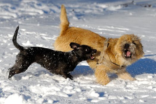 Dogs are fighting and playing in the snow. Motion blur. The breed of the dogs are a Cairn Terrier and the small dog is a mix of a Chihuahua and a Miniature Pinscher. 