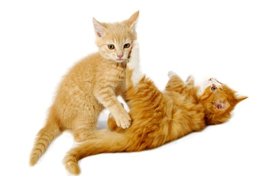 Sweet kittens are fighting and playing on a white background.