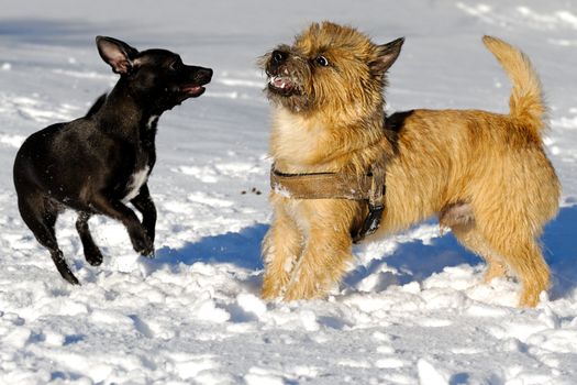 Dogs are playing in the snow. Motion blur. The breed of the dogs are a Cairn Terrier and the small dog is a mix of a Chihuahua and a Miniature Pinscher. 