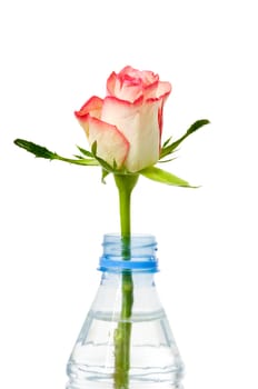 A rose in a bottle taken on a white background