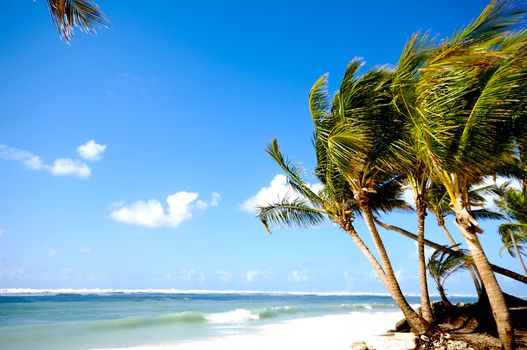 Palms hanging over exotic caribbean beach with the coast in the background.