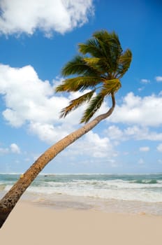 Palm hanging over exotic caribbean beach with the coast in the background.