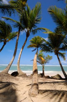 A groupe of palms are hanging over exotic caribbean beach with the coast in the background.