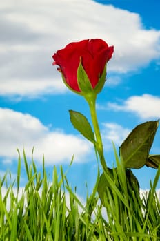 Red rose and green grass with blue sky and clouds in the background.