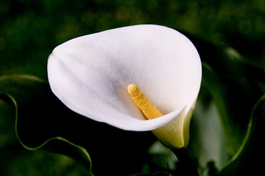 A white Calla in the morning sun