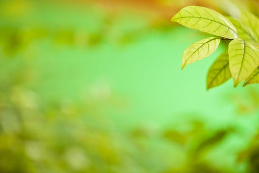 Background Nature green leaves