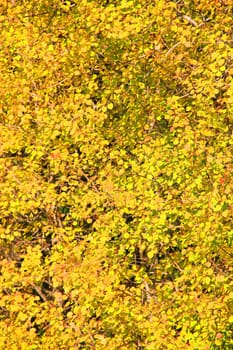 A colorful background of autumn leaves in yellow







A background of yellow colorful leavs of autumn